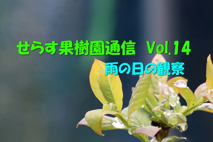 せらす果樹園通信 Vol.14 雨の日の観察 | せらす果樹園