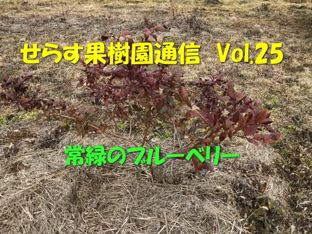 せらす果樹園通信 Vol 25 常緑のブルーベリー せらす果樹園