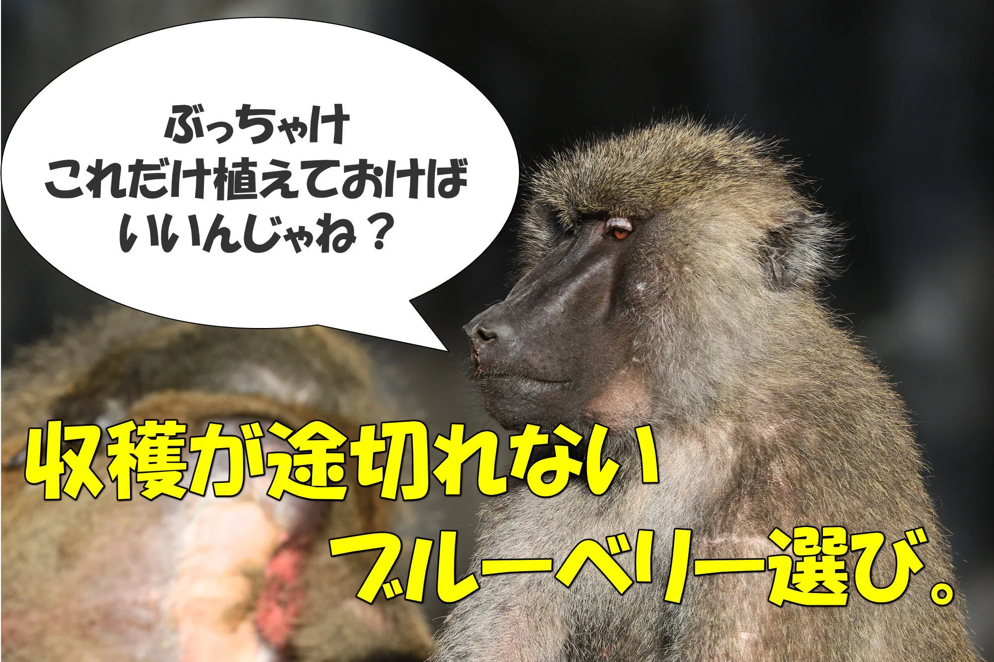 収穫が途切れないブルーベリー選び ぶっちゃけこれだけ植えておけばいいんじゃね せらす果樹園